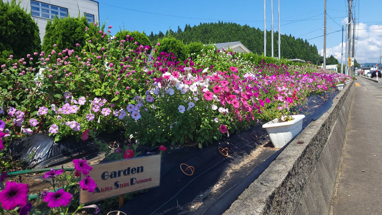 従業員が大切に育てる花壇の花々